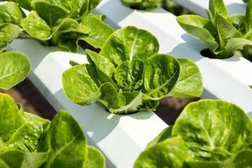 Des plantes en hydroponie