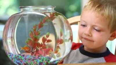 Choisir des Animaux de Compagnie pour Enfants : 7 Options à Faible Entretien et Respectueuses