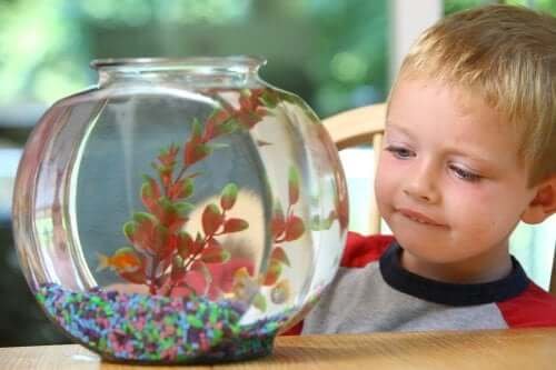 Choisir des Animaux de Compagnie pour Enfants : 7 Options à Faible Entretien et Respectueuses