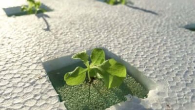 Apprenez à créer votre propre système de culture hydroponique maison