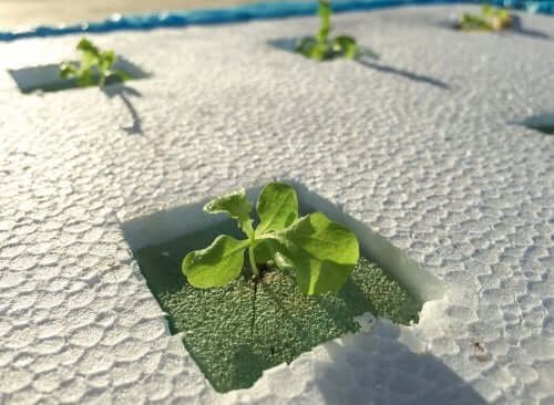 Apprenez à créer votre propre système de culture hydroponique maison