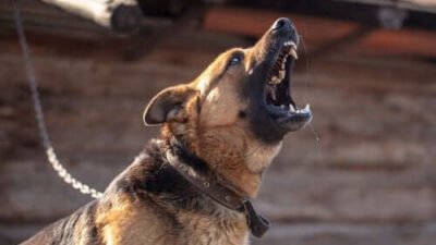 Comment réagir efficacement face aux morsures de chien et les prévenir