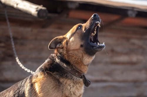 Comment réagir efficacement face aux morsures de chien et les prévenir